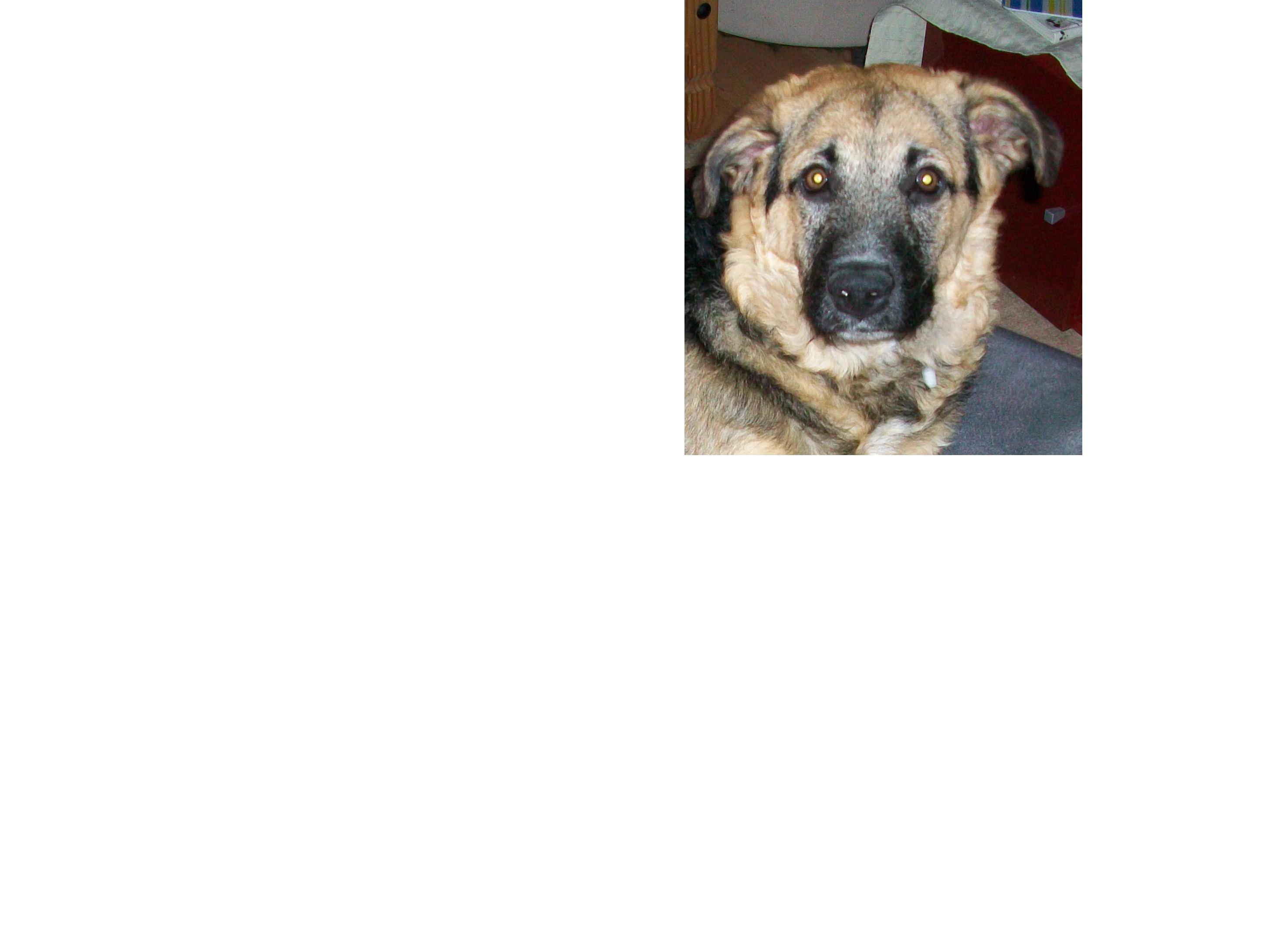 Sam (Kangal, Labrador) Kangal Labrador 
